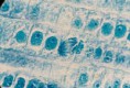 /album/botanica-/botanica-2-jpg/